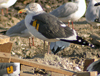 ad LBBG in Januari-April, ringed in the Netherlands. (60208 bytes)